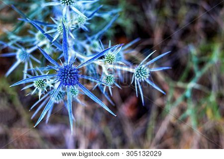 Top View Of Sea Holly Or Blue Eringo Plant