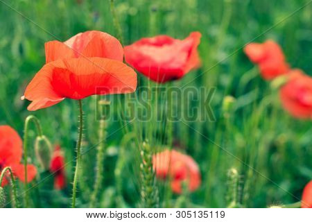 Close Up Of Poppy Flower In A Field