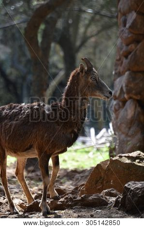 The Close Up With Moufflon Female, Wintertime