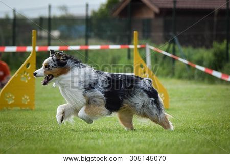 Dog Bluemerle Australian Shepherd Is Running On Agility Competition. Amazing Day On Czech Agility Co