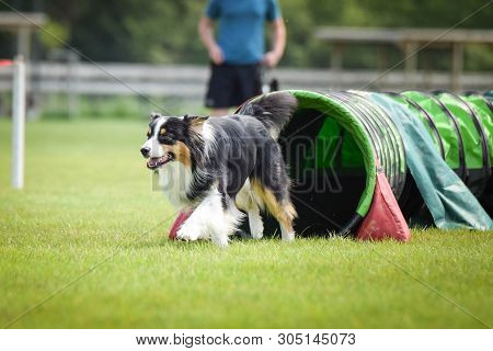 Dog Australian Shepherd In Agility Tunel. Amazing Day On Czech Agility Competition. They Are Middle 
