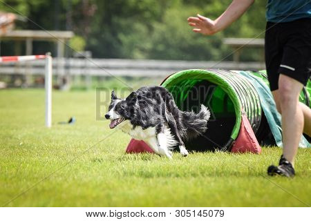 Dog Border Collie In Agility Tunel. With Best Handler It Is Easy To Win. Amazing Day On Czech Agilit