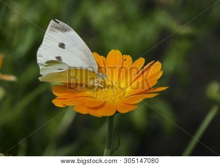 White Butterfly Sitting On An Orange Calendula Flower. Pieris Brassicae, Also Called The Large White