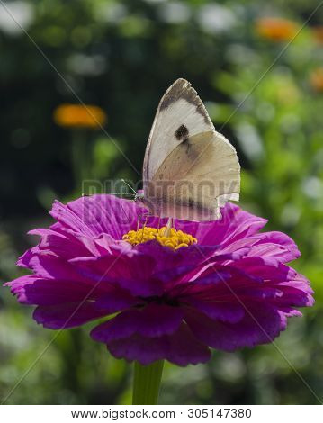 White Butterfly Sitting On An Magenta Zinnia Flower. Pieris Brassicae, Also Called The Large White, 