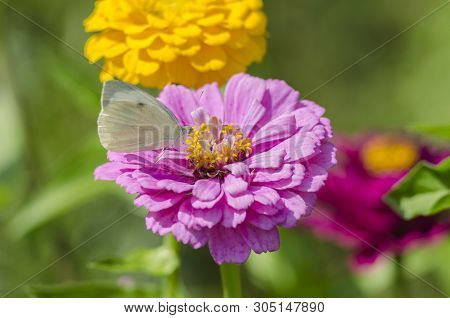 White Butterfly Sitting On An Magenta Zinnia Flower. Pieris Brassicae, Also Called The Large White, 