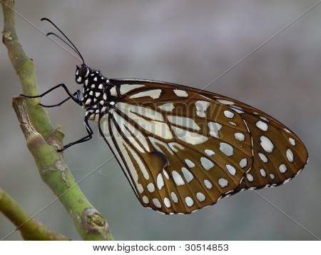 Tirumala septentrionis