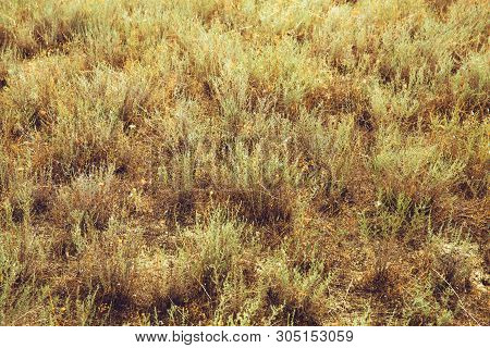 Arid Terrain. Yellow Grass. Summer Heat Drought