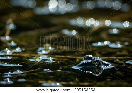 A Water Frog (rana Ridibunda) Resting Near A Small Pond On A Sunny Day, Croatia