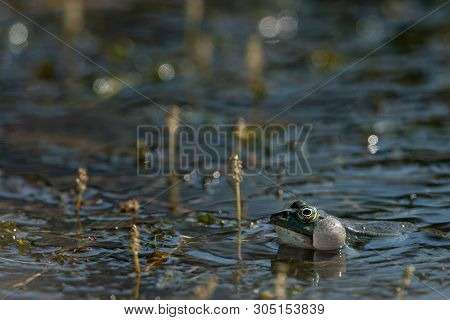 A Water Frog (rana Ridibunda) Calling In A Pond In Croatia