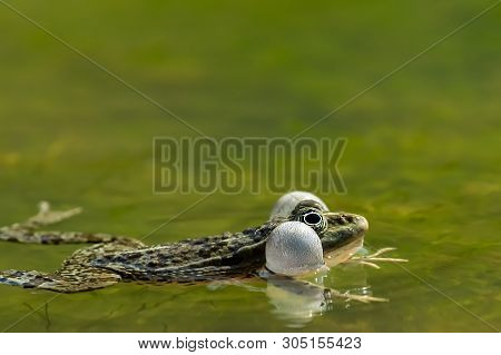 A Water Frog (rana Ridibunda) Calling In A Pond In Croatia