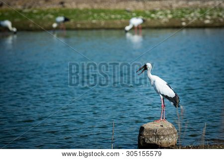 Asian Openbill Stork Or Anastomus Oscitans Portrait On A Rock Perch In Background Famous Padam Lake 