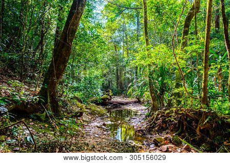 Rain Forest, Path Among The Trees In The Forest With Creek ,brook, Gully, Pow, Streamlet