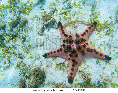 Orange Starfish Closeup On Sandy Sea Bottom. Underwater Photo Of Star Fish In Tropical Seashore. Exo