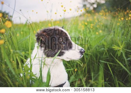 cute shepherd dog puppy on green meadow 