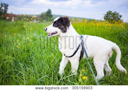 cute shepherd dog puppy on green meadow 