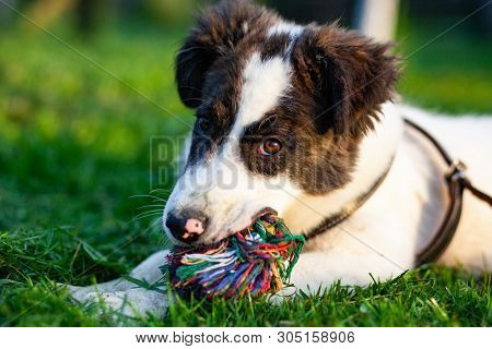 cute shepherd dog puppy on green meadow 