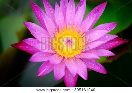 Close Up Of A Lotus Flower And Seedpod In Full Bloom