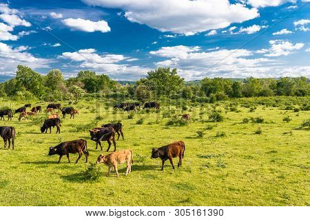 A Herd Of Cattle Heck, Grazing In A Clearing On A Spring Sunny Day In Western Germany.