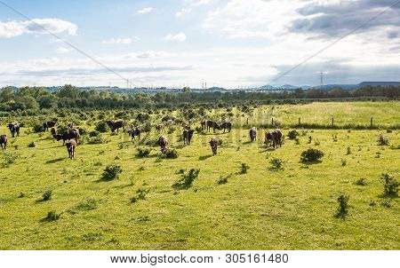 A Herd Of Cattle Heck, Grazing In A Clearing On A Spring Sunny Day In Western Germany.