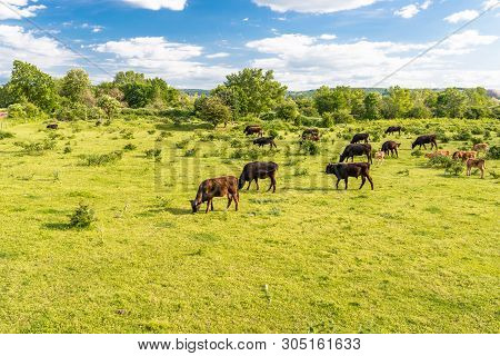 A Herd Of Cattle Heck, Grazing In A Clearing On A Spring Sunny Day In Western Germany.