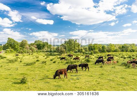 A Herd Of Cattle Heck, Grazing In A Clearing On A Spring Sunny Day In Western Germany.