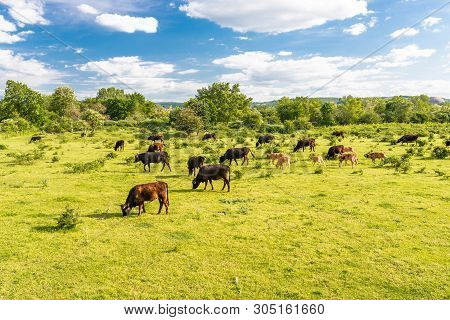 A Herd Of Cattle Heck, Grazing In A Clearing On A Spring Sunny Day In Western Germany.