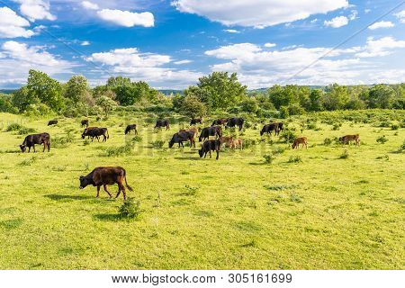 A Herd Of Cattle Heck, Grazing In A Clearing On A Spring Sunny Day In Western Germany.