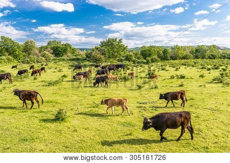 A Herd Of Cattle Heck, Grazing In A Clearing On A Spring Sunny Day In Western Germany.