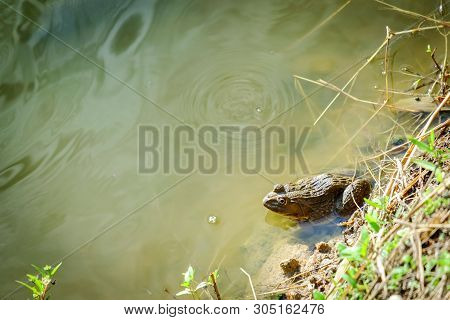 Sitting Frog In The Pond Morning On Day