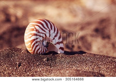 nautilus pompilius sea shell seashell on black sand beach, Isle of Wight