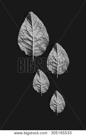 Yellow And Red Treeleaves In Black Background

Tree Leaves In Black And White In Black Background