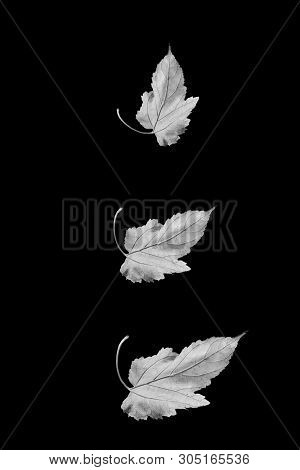 Tree Leaves In Black And White In Black Background
