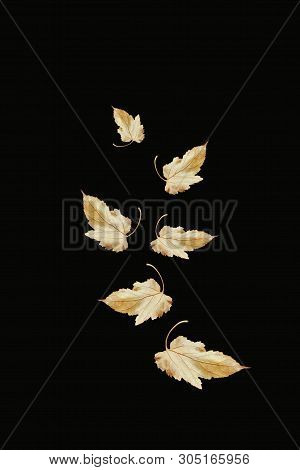Yellow And Red Treeleaves In Black Background