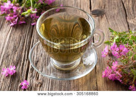 A Cup Of Herbal Tea With Fresh Blooming Herb-robert Plant