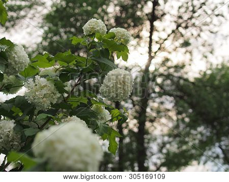 White Spherical Flower Buds Buldenezh. Floriculture.