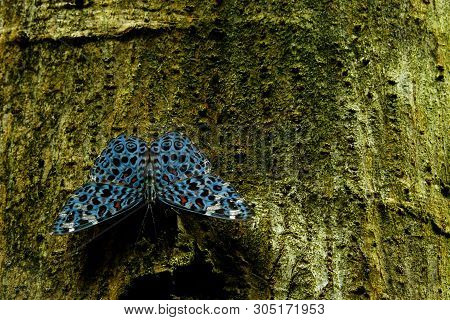 Hamadryas Chloe Or Chloe Cracker, A Stunning Blue Butterfly With Black Spots Sitting On A Tree