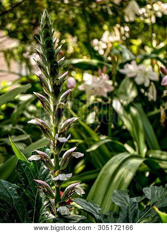 Botanical Garden With Wild Growing Bears Breeches
