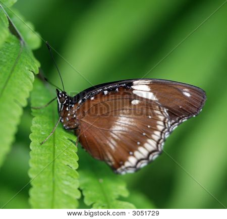 Brauner Schmetterling