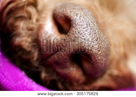 Beautiful Macro Dog Nose Background Lagotto Romagnolo Breed 50,6 Megapixels 6480 With 4320 Pixels