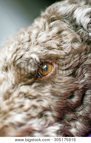 Sweet Dog Macro Portrait Background Lagotto Romagnolo Breed 50,6 Megapixels 6480 With 4320 Pixels