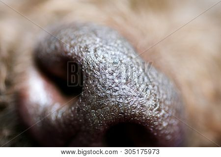 Beautiful Macro Dog Nose Background Lagotto Romagnolo Breed 50,6 Megapixels 6480 With 4320 Pixels
