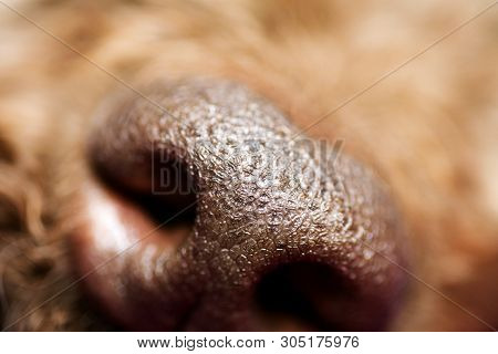 Beautiful Macro Dog Nose Background Lagotto Romagnolo Breed 50,6 Megapixels 6480 With 4320 Pixels