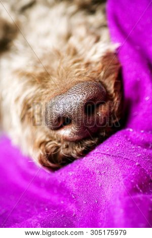 Beautiful Macro Dog Nose Background Lagotto Romagnolo Breed 50,6 Megapixels 6480 With 4320 Pixels