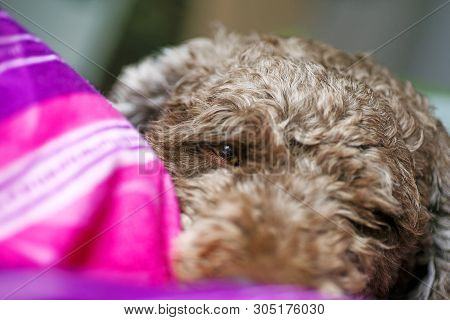 Sweet Dog Macro Portrait Background Lagotto Romagnolo Breed 50,6 Megapixels 6480 With 4320 Pixels