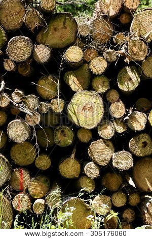 Cuted Trees On Wild Forest Background 50,6 Megapixels 6480 With 4320 Pixels