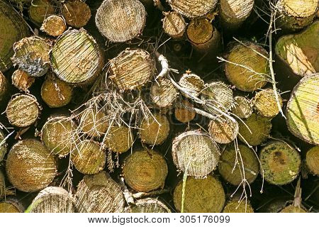 Cuted Trees On Wild Forest Background 50,6 Megapixels 6480 With 4320 Pixels