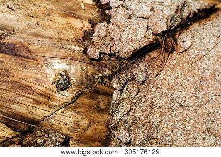 Tree Surface Macro Abstract Background 50,6 Megapixels 6480 With 4320 Pixels