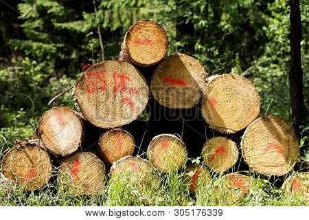 Cuted Trees On Wild Forest Background 50,6 Megapixels 6480 With 4320 Pixels