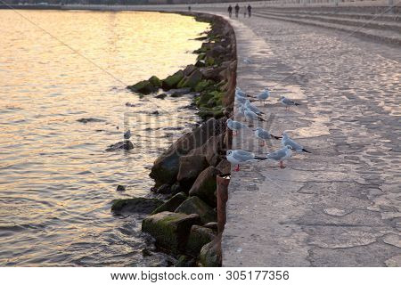 A Flock Of Seagulls Standing Near The Sea . A Flock Of Seagulls Standing Near The Sea, Brown-headed 