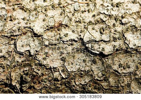 Trippy Tree Surface Abstract Macro Background 50,6 Megapixels 6480 With 4320 Pixels